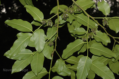 Diospyros paniculata